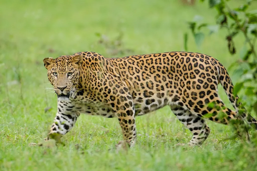 Girl Dies In Animal Attack Near Chhatrapati Sambhaji Nagar City