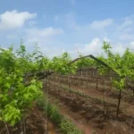 अवकाळी पावसाने अनेक पिकांचे नुकसान; शेतकऱ्यांना शासकीय मदतीची आस