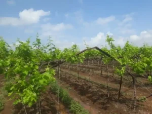 अवकाळी पावसाने अनेक पिकांचे नुकसान; शेतकऱ्यांना शासकीय मदतीची आस