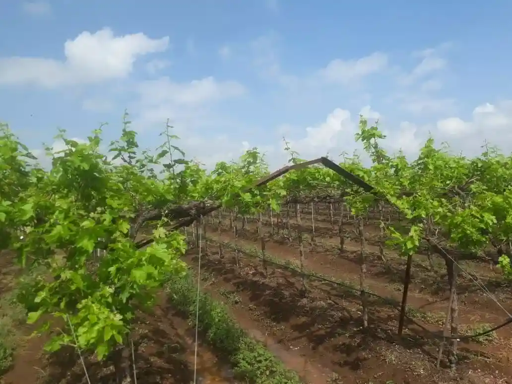 अवकाळी पावसाने अनेक पिकांचे नुकसान; शेतकऱ्यांना शासकीय मदतीची आस