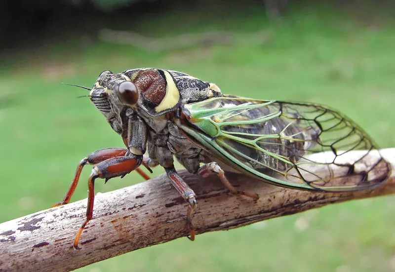 Cicada COVID Variant in india