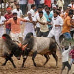 जालना: जिल्ह्यातून एक हादरवून टाकणारी घटना समोर आली आहे. मनोरंजनाच्या नावाखाली खेळल्या जाणाऱ्या बेकायदेशीर बैलझुंजीत (Illegal Bullfight) दोन गटात झालेल्या प्राणघातक संघर्षात एका व्यक्तीचा दुर्दैवी मृत्यू झाला आहे.