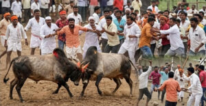 जालना: जिल्ह्यातून एक हादरवून टाकणारी घटना समोर आली आहे. मनोरंजनाच्या नावाखाली खेळल्या जाणाऱ्या बेकायदेशीर बैलझुंजीत (Illegal Bullfight) दोन गटात झालेल्या प्राणघातक संघर्षात एका व्यक्तीचा दुर्दैवी मृत्यू झाला आहे.