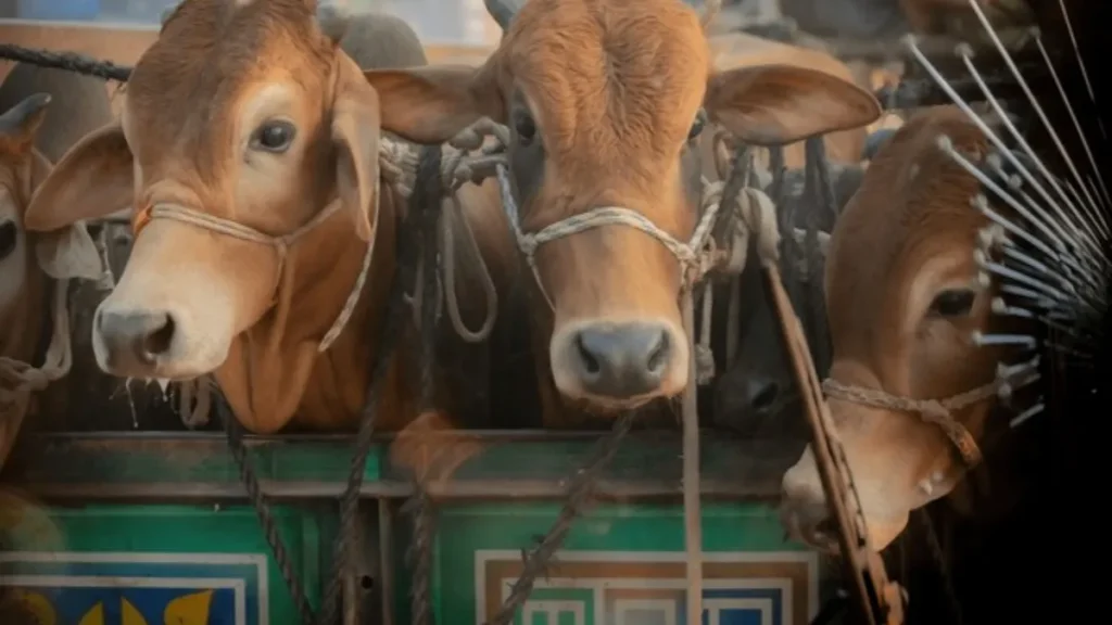 Police Action Cattle Seizure Marathi News