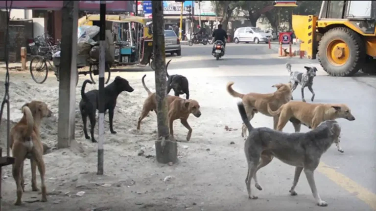 Jalna News Today, Jalna Municipal Corporation, Breaking News Marathi, Jalna Crime News, Stray Dog Attacks Jalna