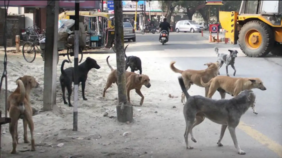 Jalna News Today, Jalna Municipal Corporation, Breaking News Marathi, Jalna Crime News, Stray Dog Attacks Jalna