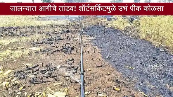 Jalna fire incident जालन्यात आगीचे तांडव शॉर्टसर्किटमुळे उभं पीक कोळसा Jalna News today update